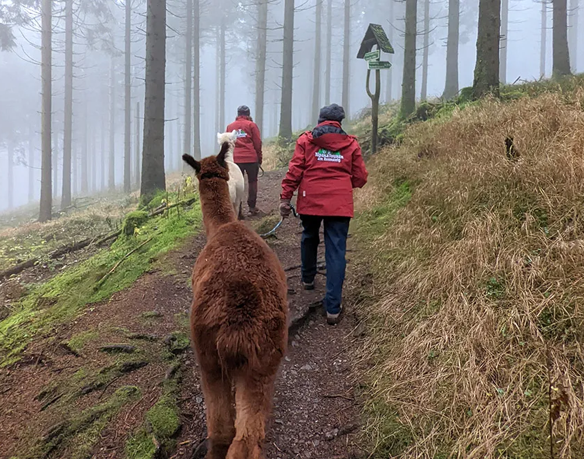 Zwei Alpakas werden durch den nebligen Wald geführt