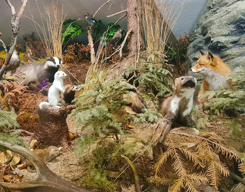 Ausstellung Biosphaerenreservat, Präparierte Tiere
