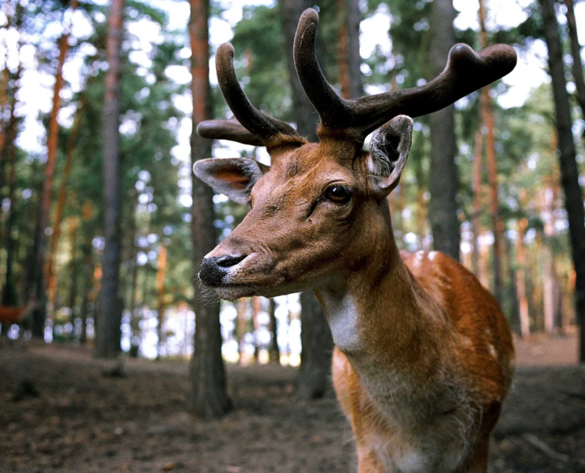 Hirsch im Wald