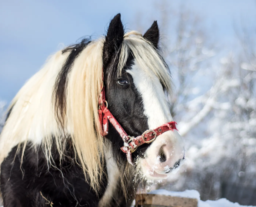 Pferd in winterlicher Landschaft