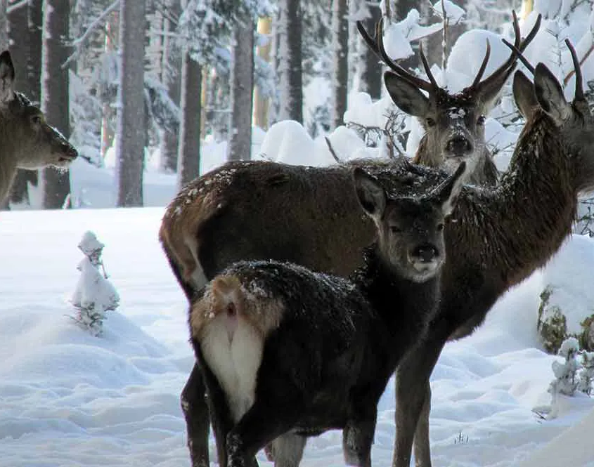 Vier Hirsche im Winterwald